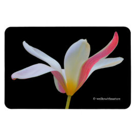 Ímã Elegante Tulipa Senhora Flores Brancas e Rosas