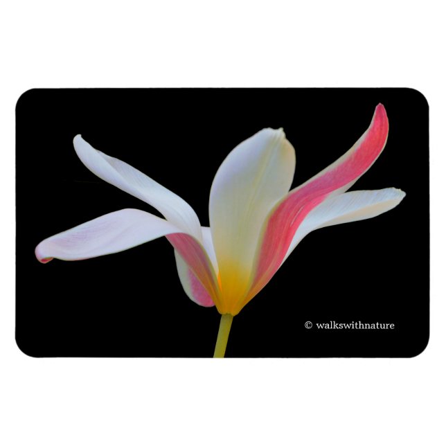 Ímã Elegante Tulipa Senhora Flores Brancas e Rosas (Horizontal)