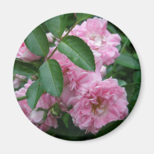 Imã Elementos de Coordenação de Rosa de Subida