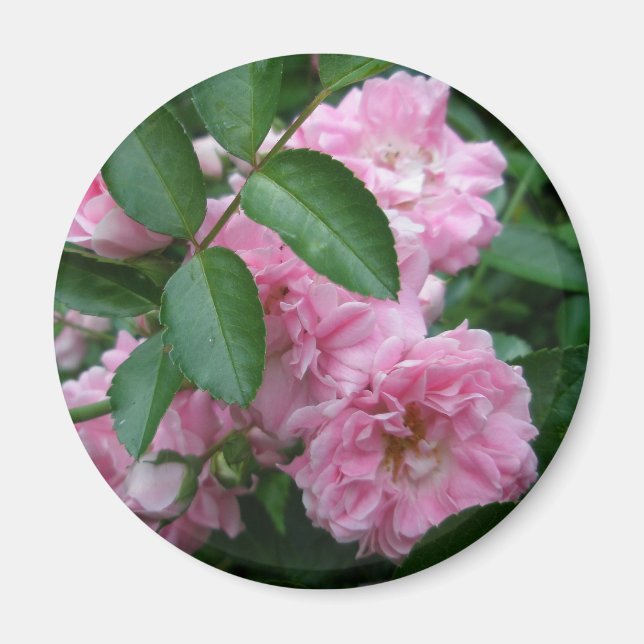 Imã Elementos de Coordenação de Rosa de Subida (Frente)