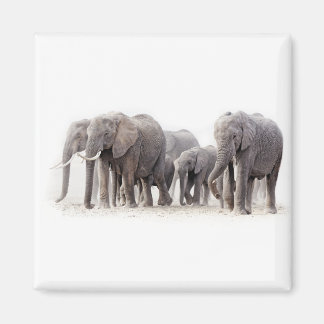 Imã Elephant Herd
