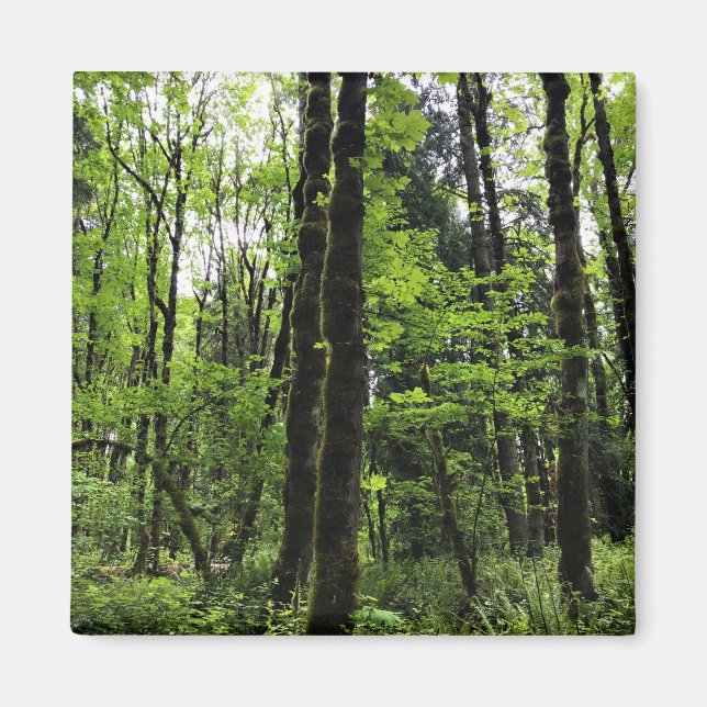 Imã Elijah Bristow State Park, Dexter, Oregon (Frente)