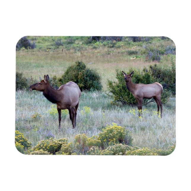 Ímã Elk Americano | Colorado (Horizontal)
