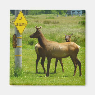 Imã Elk Crossing California Wildlife