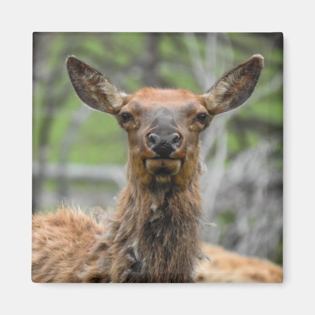 Imã Elk Magnet Americano (Frente)