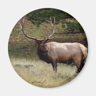 Imã Elk na Natureza