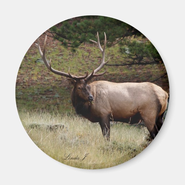 Imã Elk na Selva (Frente)