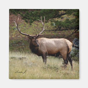Imã Elk na Selva