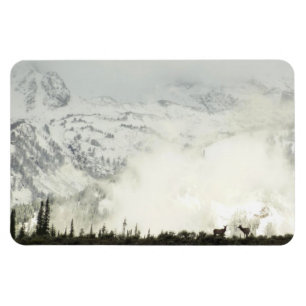 Ímã Elk no Grand Teton National Park Fotografia