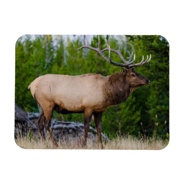 Ímã Elk | Parque Nacional Yellowstone, Wyoming (Horizontal)