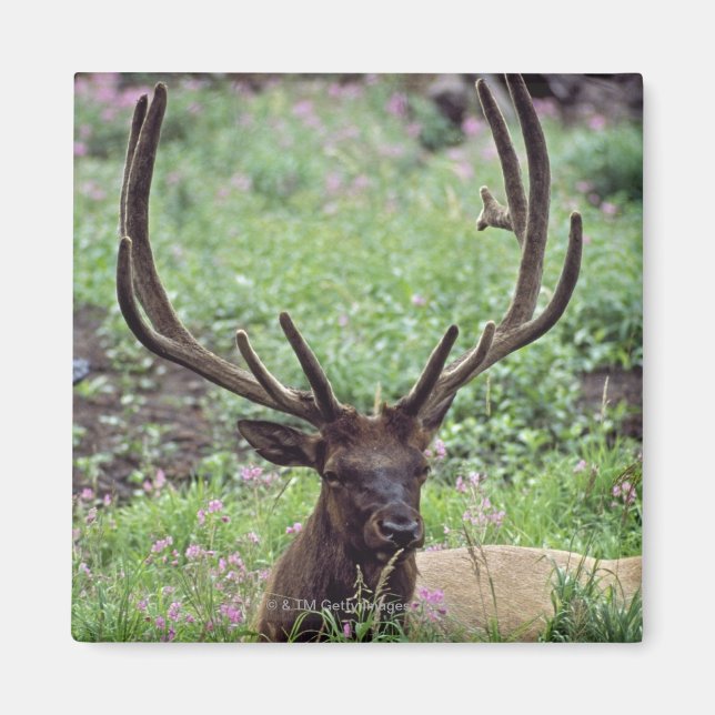 Imã Elk Touro Descansado No Prado Alpino Com Anéis (Frente)