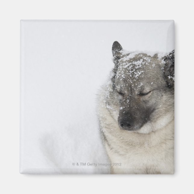 Imã Elkhound Norueguês (Frente)