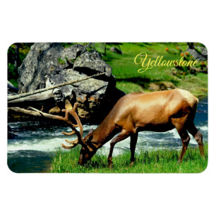 Ímã Ellowstone Magnet-Elk