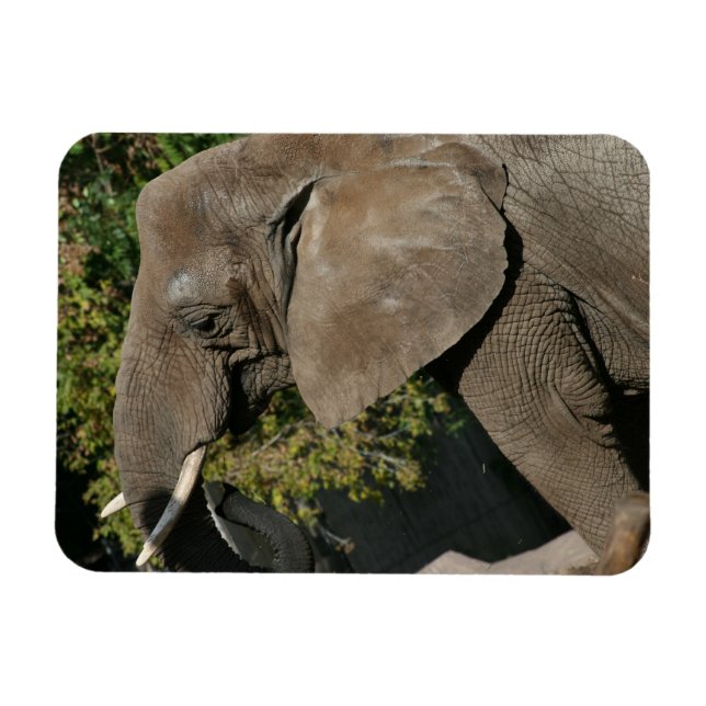 Ímã Elphant Magnet (Horizontal)
