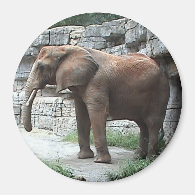 Imã Elphant Magnet (Frente)