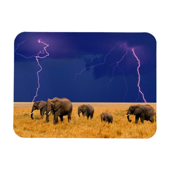 Ímã Elphants Magnet (Horizontal)