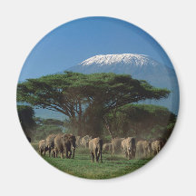 Elphants of Mt.Kilimanjaro