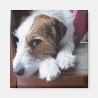 Imã Em casa no domingo