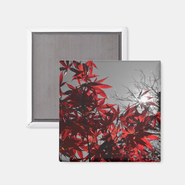 Imã Embers of Autumn (Front/Back)