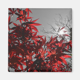 Imã Embers of Autumn