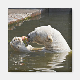 Imã Emblema de Urso Polar Comendo Fruta