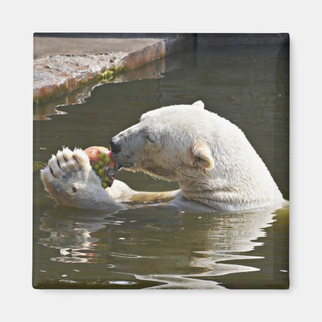 Imã Emblema de Urso Polar Comendo Fruta (Frente)