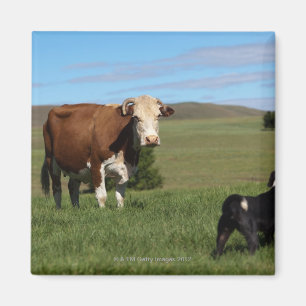 Imã Embora as vacas e os cães sejam diferentes