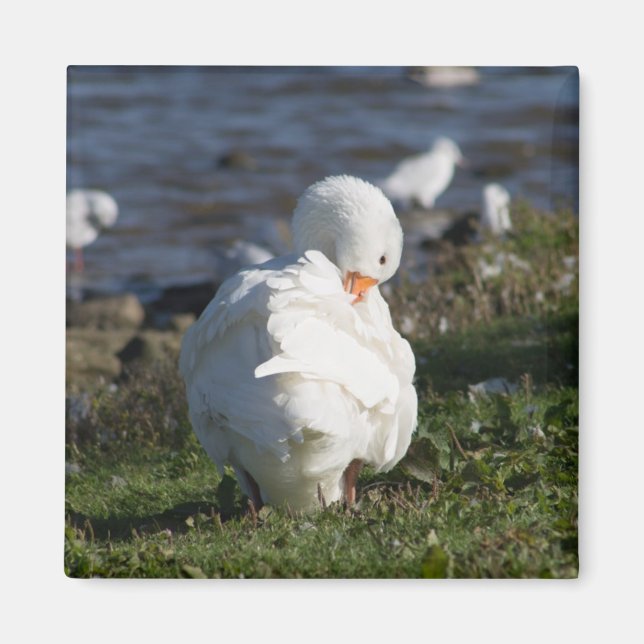 Imã Emden Goose (Frente)