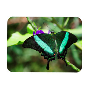 Ímã Emerald Swallowtail Exótico