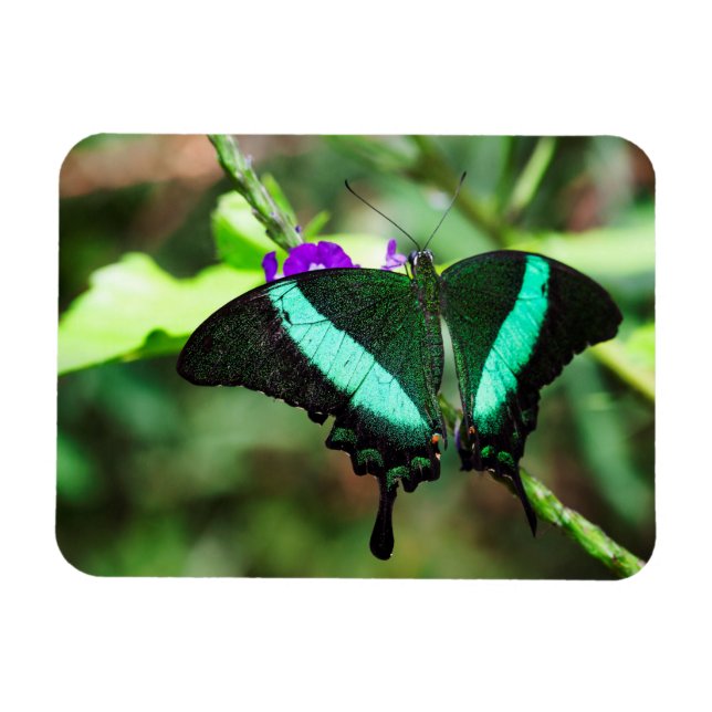 Ímã Emerald Swallowtail Exótico (Horizontal)