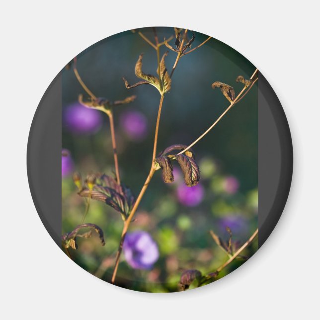 Imã empatia absorvente (Frente)