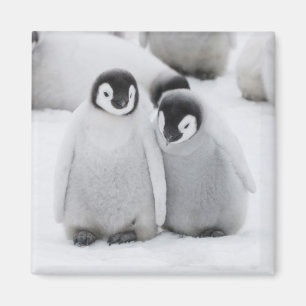 Imã Emperor Penguin Chicks on Ice in Antarctica
