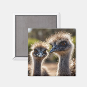 Imã Emu Birds