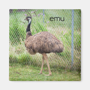 Imã Emu Refrigerador Magnet