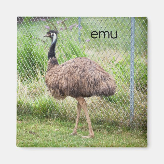 Imã Emu Refrigerador Magnet (Frente)