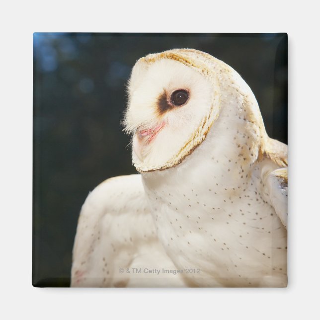 Imã Encerramento da coruja selvagem (Frente)