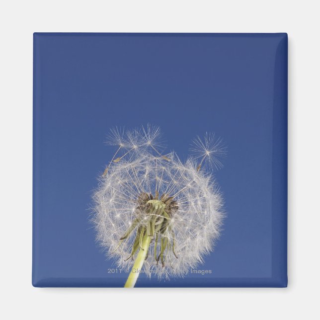 Imã Encerramento de um dandelion (Frente)