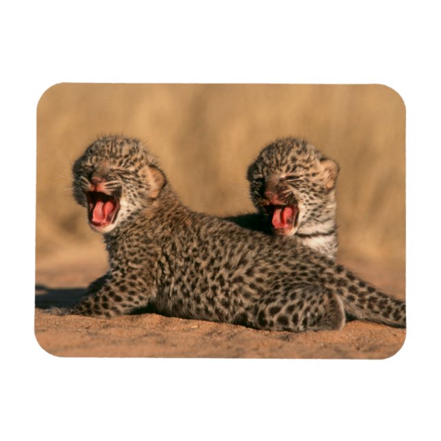 Ímã Encerramento De Um Novo Leopardo Nascer (Panthera  (Horizontal)