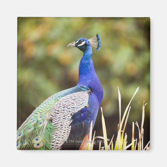 Imã Encerramento de um pavão (Frente)