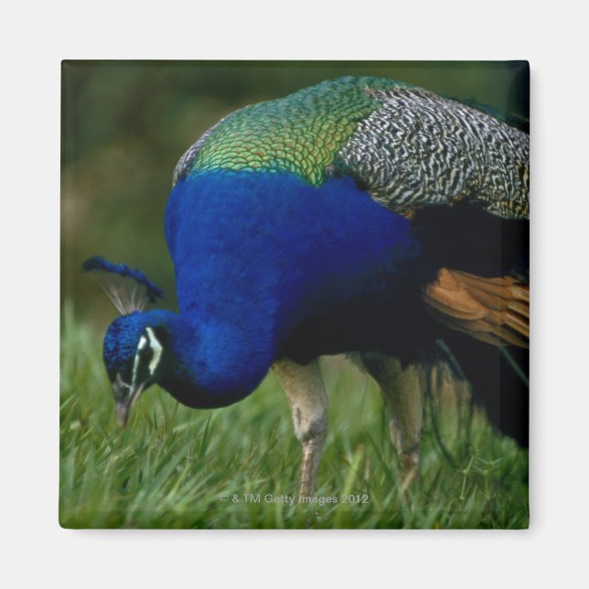 Imã Encerramento de um pavão (Frente)