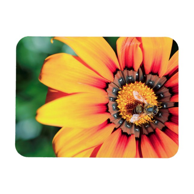 Ímã Encerramento Extremo De Uma Abelha Que Coleta O Pó (Horizontal)