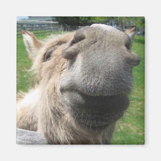 Imã Encerre o Burro (Frente)