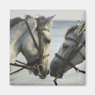 Imã Encontro de dois cavalos