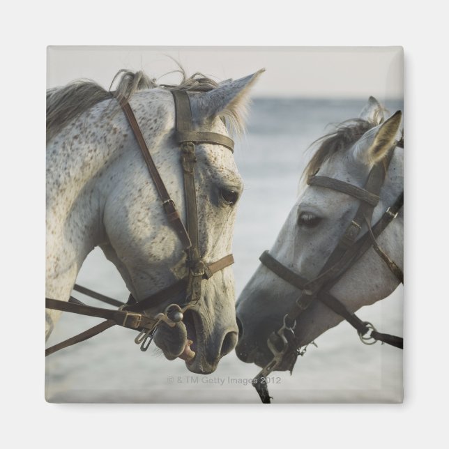 Imã Encontro de dois cavalos. (Frente)