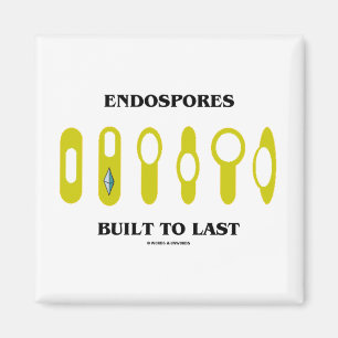 Imã Endospores construiu ao último (a atitude