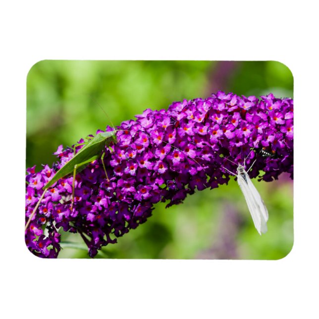 Ímã energia katydid (Horizontal)