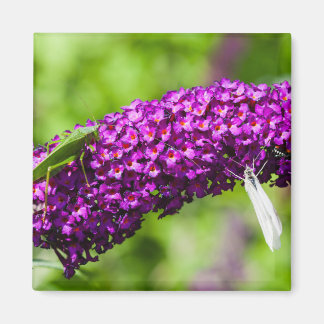 Imã energia katydid