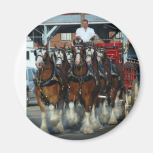 Imã Engate de cavalo de Clydesdale 6