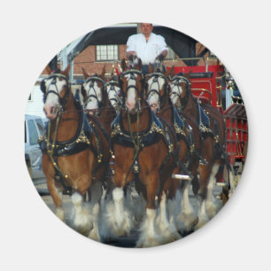 Imã Engate de cavalo de Clydesdale 6