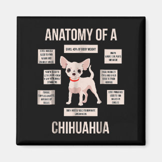 Imã Engraçada Anatomia Do Presente De Um Chihuahua